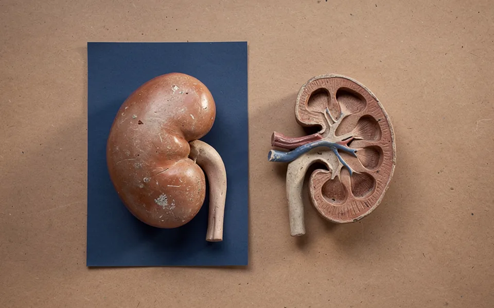 Two kidney teaching models showing the outer shape and an internal cutaway