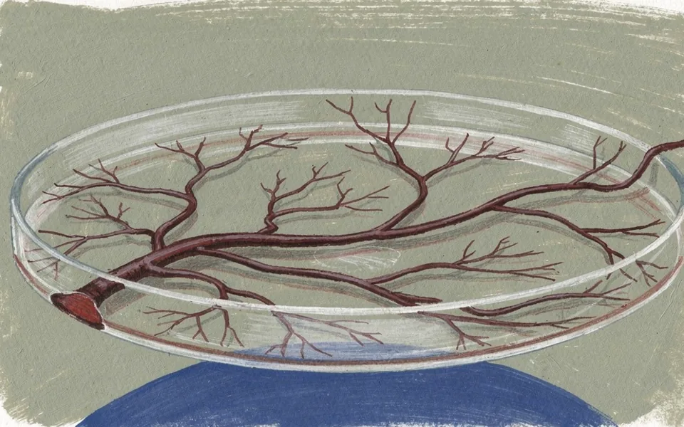 An illustration of branching blood vessels spreading across a laboratory culture surface